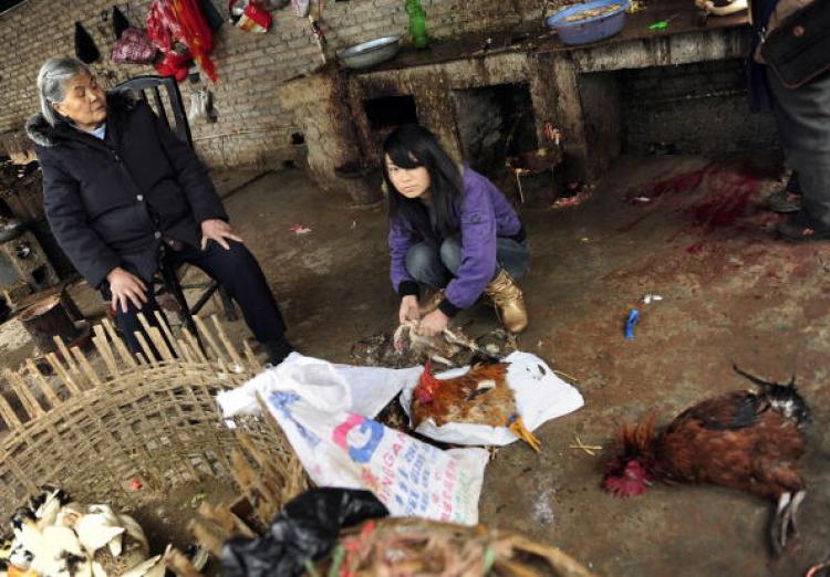 A young woman plucks chickens at a small market in the city of Kaili in China's southwest Guizhou province on January 21, 2009. (Peter Parks/AFP/Getty Images)