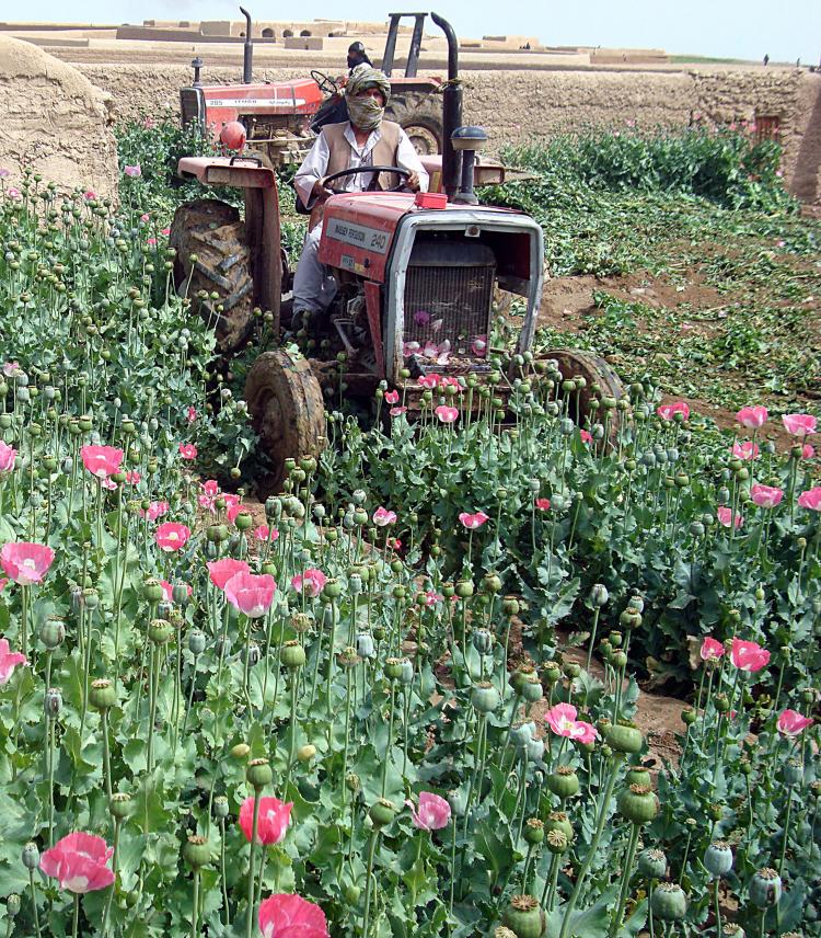 Afghan police officers use tractors to destroy poppy crops in Lashkar Gah Helmand province on April 11, 2009.  (Abdul Malek/AFP/Getty Images)