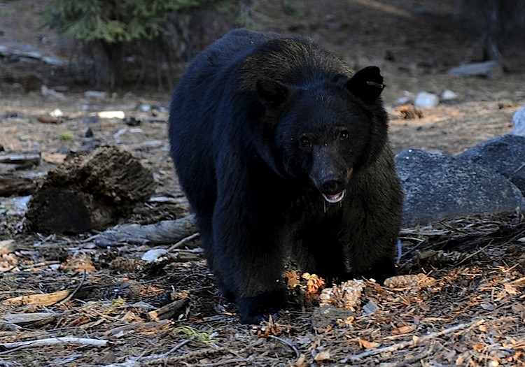 A black bear, similar to the one described in this article, scavenges for food beside tourists near the famous General Sherman tree at the Sequoia National Park in Central California in 2009. (Mark Ralston/AFP/Getty Images)