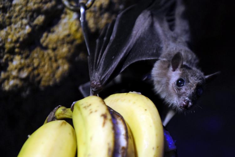 A fruit bat is pictured on April 22, 2010 at the Amneville zoo, eastern France. Researchers believe that a fungus that is relatively new to science called Geomyces destructans, are killing a large number of bats.  (Jean-Christophe Verhaegen/Getty Images  )