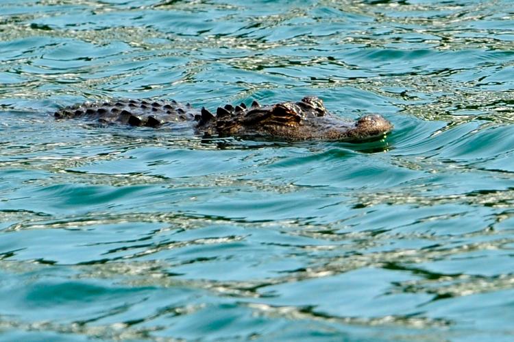 An alligator near the 17th hole during a practice round of THE PLAYERS Championship held at THE PLAYERS Stadium course at TPC Sawgrass on May 5, 2010 in Ponte Vedra Beach, Florida.  (Sam Greenwood/Getty Images)