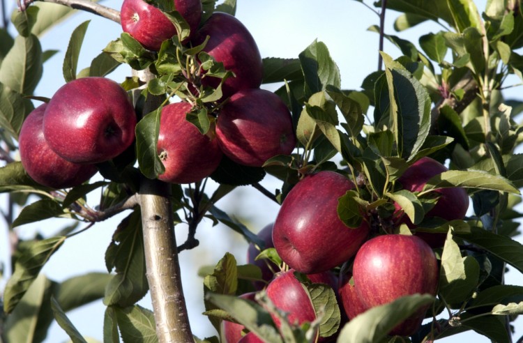 New Zealand Apples Land in Australia After 90 years | The Epoch Times