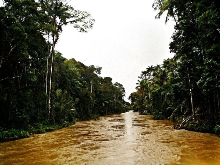 FRAGILE LAND: River and stream beds, like along the Carauari River in the Amazon, Brazil, are at risk if the new Forest Code goes through as is, say environmentalists. The new law would reduce the amount land needed to be left untouched, called Permanent Preservation Areas, from 100 feet to 50 feet. (Courtesy of Eduardo Rizzo Guimaraes)