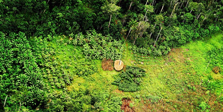 Traditional agriculture in the Amazon forest of Brazil. (Courtesy of Eduardo Rizzo Guimaraes)