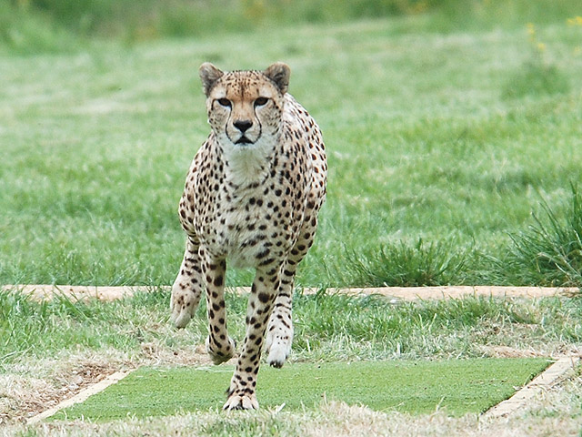 A recent study looks into how cheetahs can run at great speeds. (Jim Usherwood) 