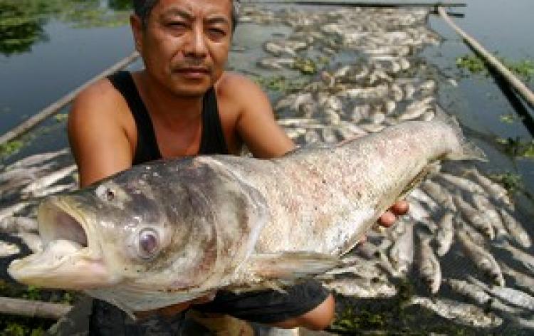 A fish farmer holding his dead fish. (The Epoch Times archive)