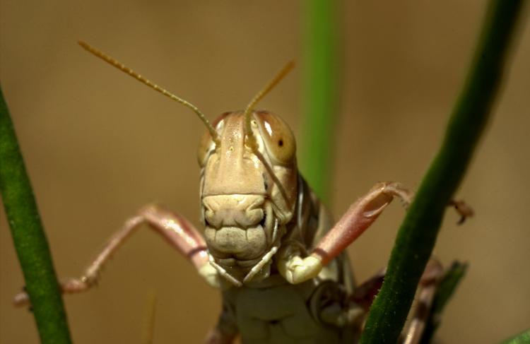 A small plague of grasshoppers is what scientists from Washington State University are expecting this summer, the worst in 30 years. Most of the area will be concentrated in the West. (David McNew/Getty Images)