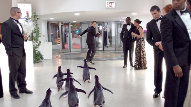 FULL SPEED: Mr. Popper (Jim Carrey) leads the way for his six charges in the comedy 'Mr. Popper's Pinguins.' (Courtesy of Twentieth Century Fox and Twentieth Century Fox Film Corporation)