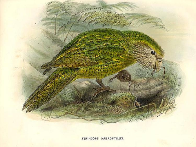 Kakapo (Strigops habroptilius), 1872 by Johannes Keulemans. (Courtesy of Museum of New Zealand Te Papa Tongarewa)