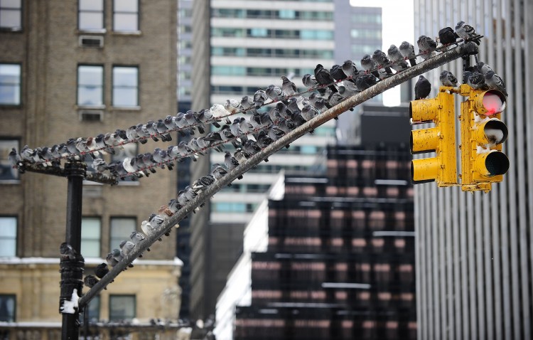 Pigeons rest on a trafic light in New York City