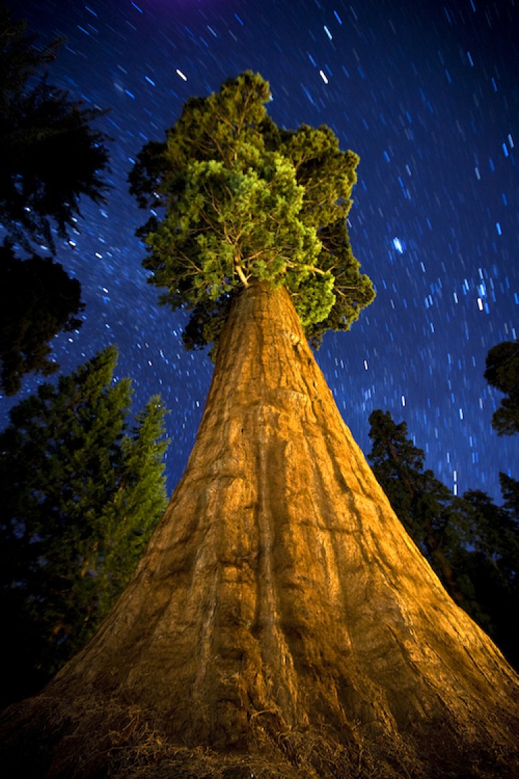 A giant sequoia reaches for the stars. Long exposure, no digital manipulation. Sequoia National Park, California. (Ian Shive)