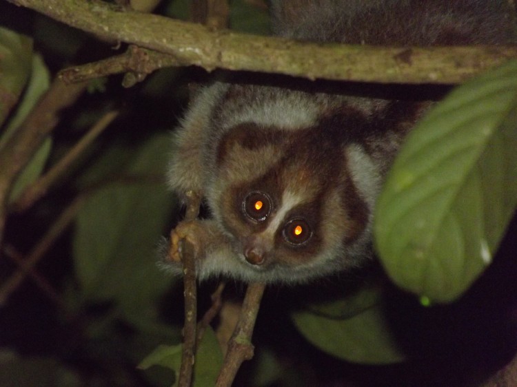 Slow loris in Sabah, Borneo. (Jmiksanek/Wikimedia Commons)