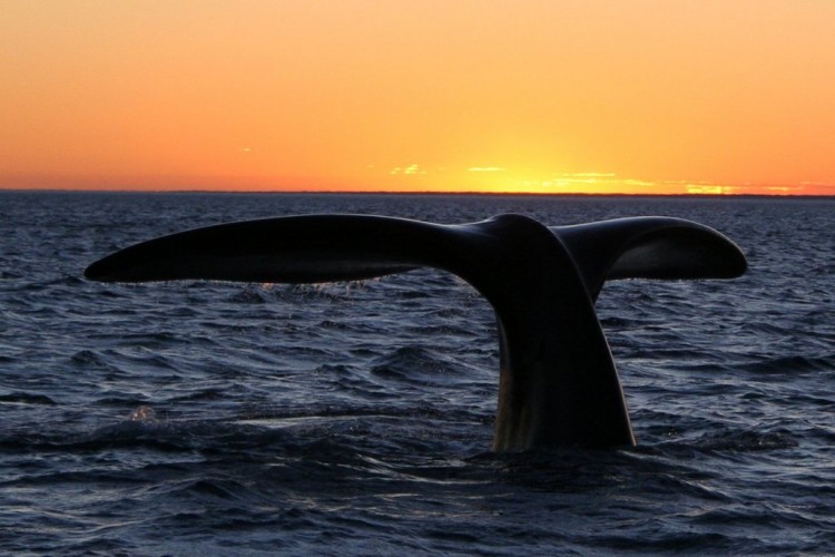 A Southern right whale off Patagonia in Argentina. The species is particularly social and acrobatic, frequently seen tail slapping and breaching almost entirely out of the water. (Michael Catanzariti/Wikimedia)