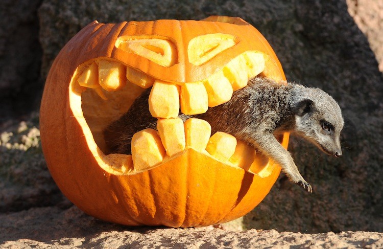 A meerkat climbs out of a shaped pumpkin on Oct. 27 at the zoo in Hanover, Germany. (Jochen Luebke/AFP/Getty Images)