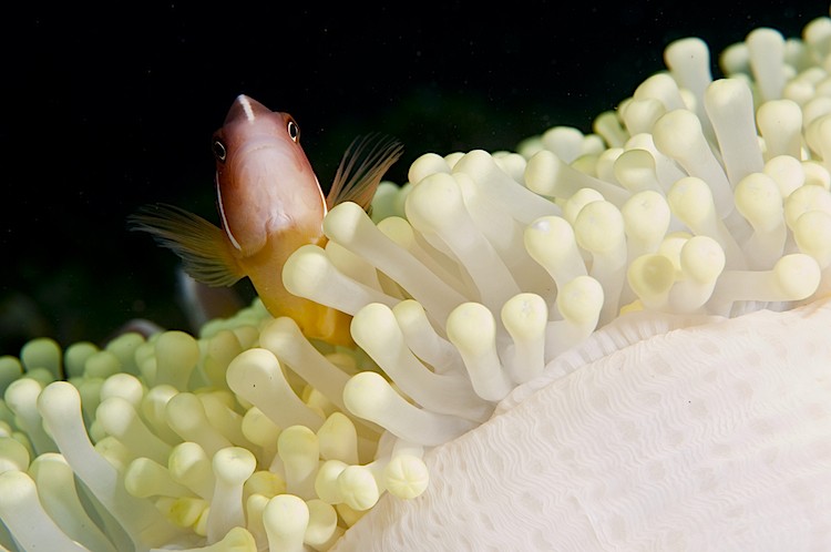 Anemonefish, or clown fish, can only survive in the sheltering arms of an anemone. This anemone has bleached, probably as a result of warm water temperatures. (Matthew Oldfield)