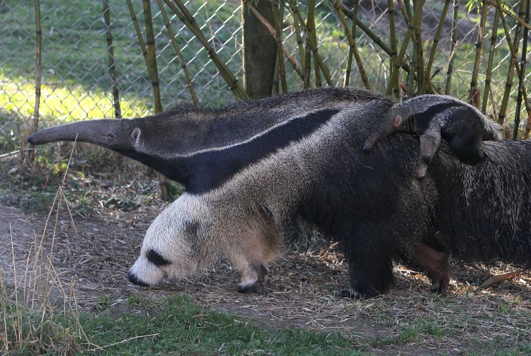 Among other forest mammals, giant anteaters were found to be virtually extinct. (Justin Sullivan/Getty Images)