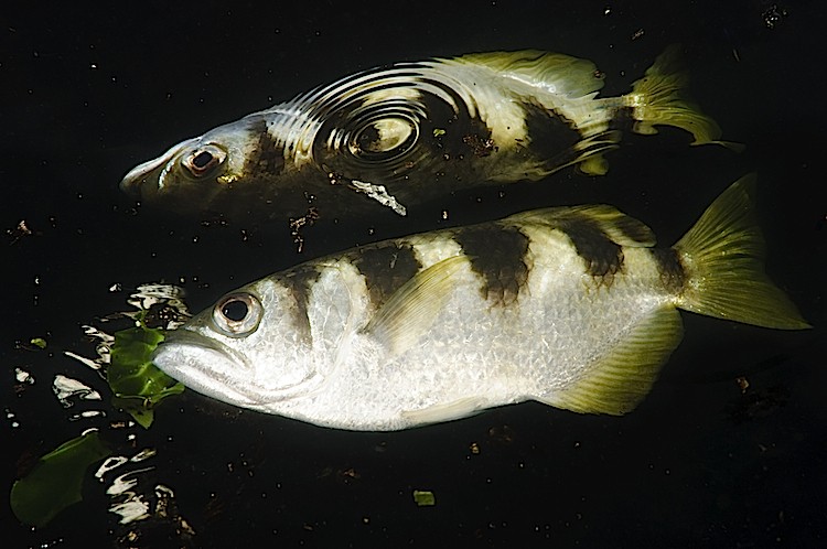 Archerfish off the Raja Ampat Islands in West Papua, Indonesia. The Raja Ampat Islands are famous for their extraordinary marine biodiversity. The reefs around these islands are thought to be some of the most biodiverse on the planet. (Matthew Oldfield)