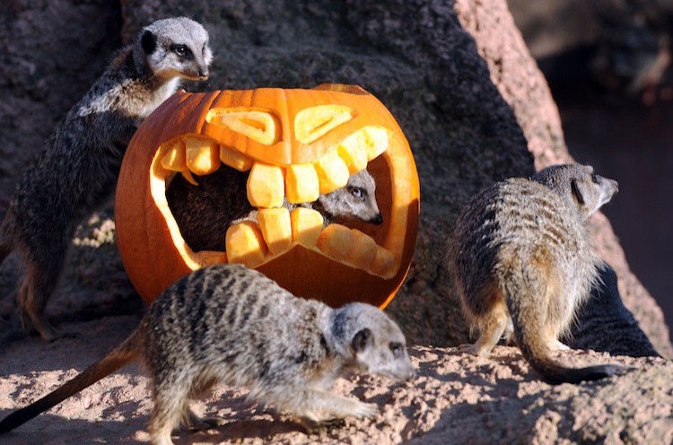 Meerkats inspect a shaped pumpkin on at the zoo in Hanover. (Jochen Luebke/AFP/Getty Images)