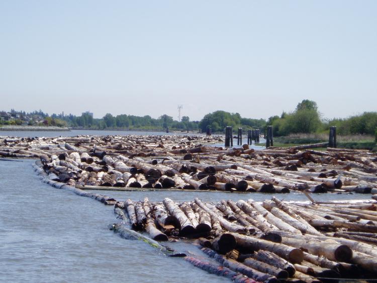 Log boom on the Fraser River. Thousands of cubic metres of stray logs are clogging marshes in the Fraser River estuary, damaging bird habitat and impacting migrating salmon. (Mitch Anderson)