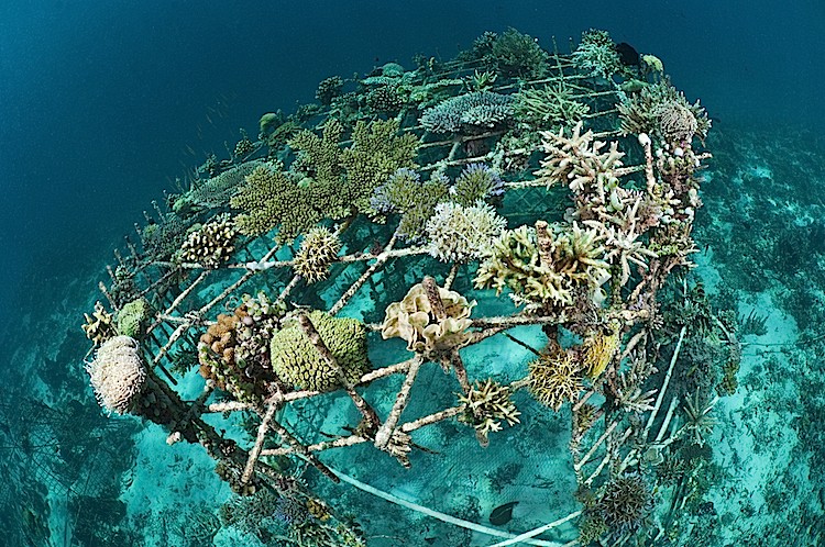 Healthy hard corals growing on a Biorock reef restoration structure in Gili Trawangan, Lombok, Indonesia. (Matthew Oldfield)