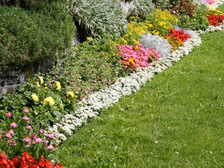 BORDER PLANTS: Attractive border plants can add the wow factor into your home garden. (Photos.com)