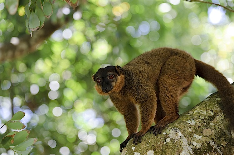 Brown lemur at Nahampoana Reserve, Madagascar. (Matthew Oldfield)