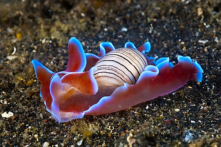 Bubble shell at Lembeh Strait in Sulawesi, Indonesia. (Matthew Oldfield)