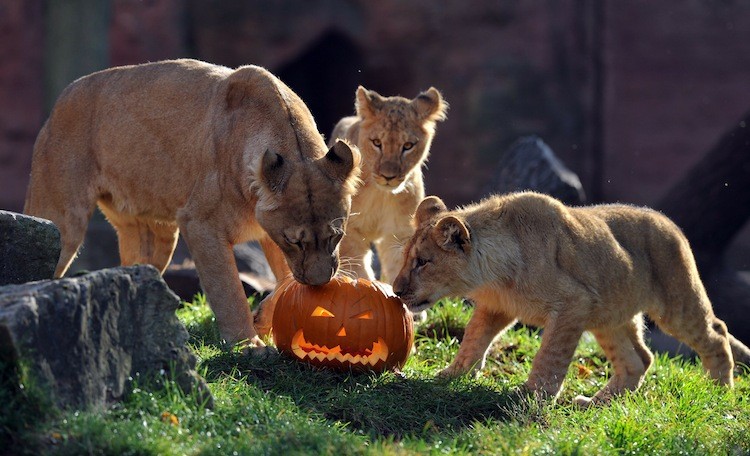 Lion mother Binta (L) and her babies Joco (R) and Zari inspect a shaped pumpkin filled with pieces of meat at the zoo in Hanover. (Jochen Luebke/AFP/Getty Images)