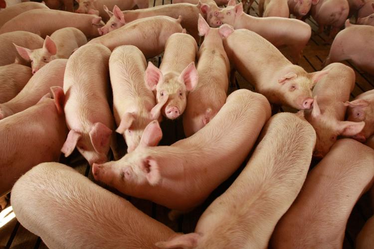 OVERCROWDED CONDITIONS: Antibiotics used to combat disease in animal agriculture are contributing to human resistance to these all-important infection fighters.  (Scott Olson/Getty Images)