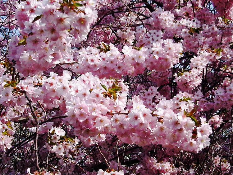 One of the few cherry trees fully in bloom at the Brooklyn Botanical Garden on April 6, 2010. Many more cherries are expected to bloom, through the beginning of May. (Jan Jekielek/The Epoch Times)