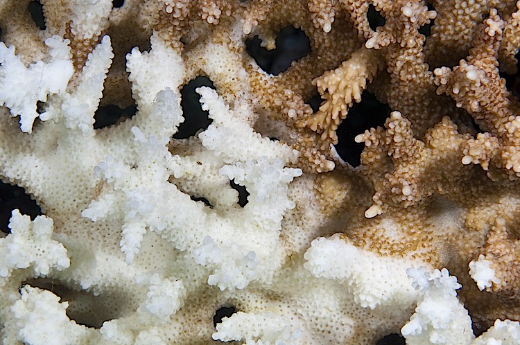 Close up of a hard coral that has probably been attacked by a predator or bleached, Misool, West Papua in Indonesia. (Matthew Oldfield)