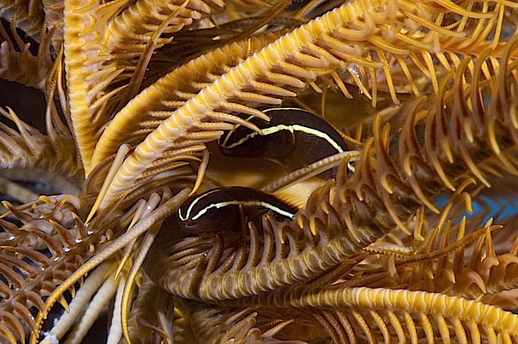 A pair of crinoid clingfish at Gili Trawangan in Lombok, Indonesia. (Matthew Oldfield)