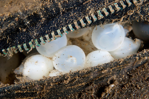 Cuttlefish eggs laid inside an old pair of pants, the zip of which is visible, at Puri Jati in Bali, Indonesia. (Matthew Oldfield) 