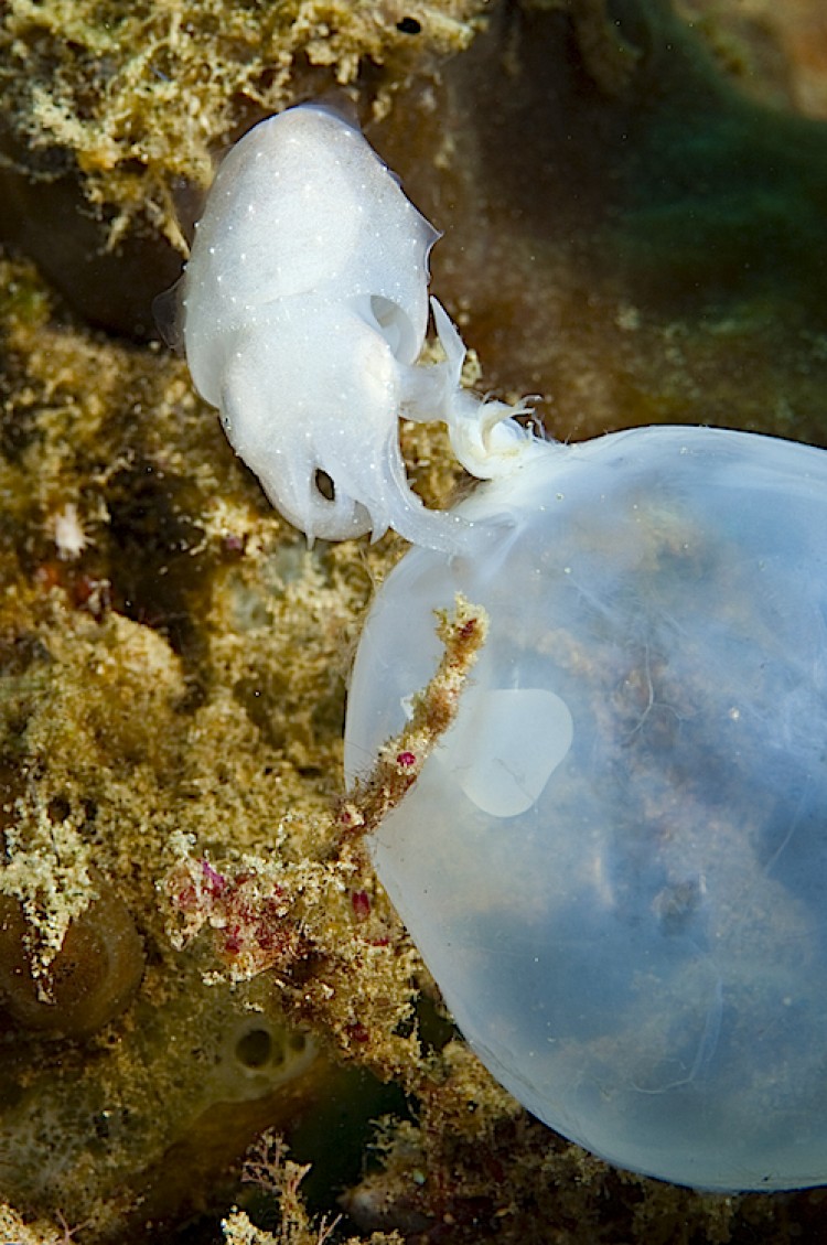 A cuttlefish hatches from its egg case at Ambon in Indonesia. (Matthew Oldfield)