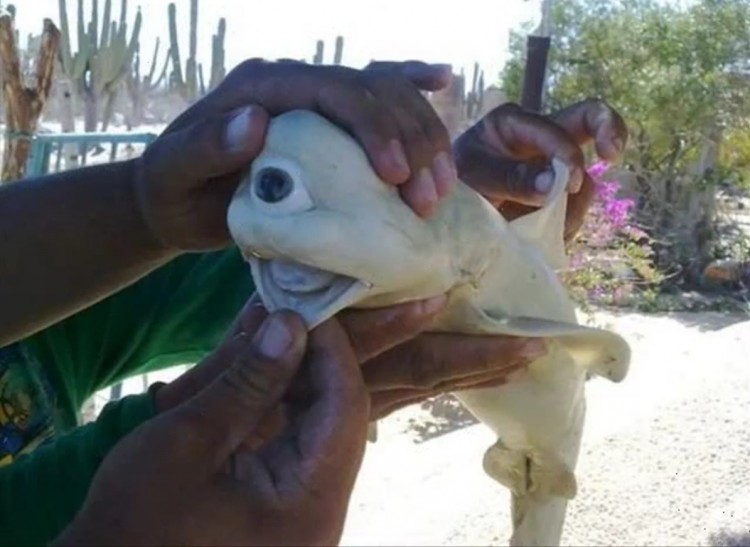 YouTube screenshot of the albino cyclops shark. (The Epoch Times)