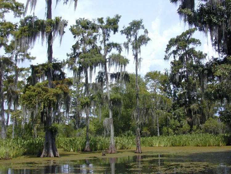 A file photo of Southern Louisiana's Cypress Swamp.  (Photo by Jan Kronsell)