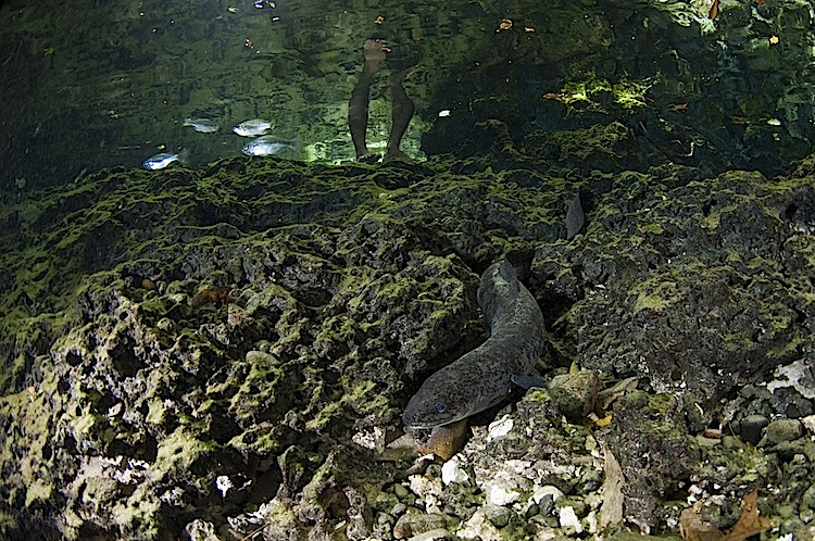 The eels emerge from their holes in the rocky walls of the spring when the land owner snaps his fingers on the surface. (Matthew Oldfield)