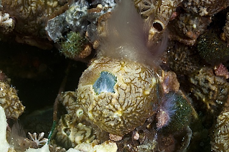 Sailor's eyeball at Gili Trawangan in Lombok, Indonesia. (Matthew Oldfield)