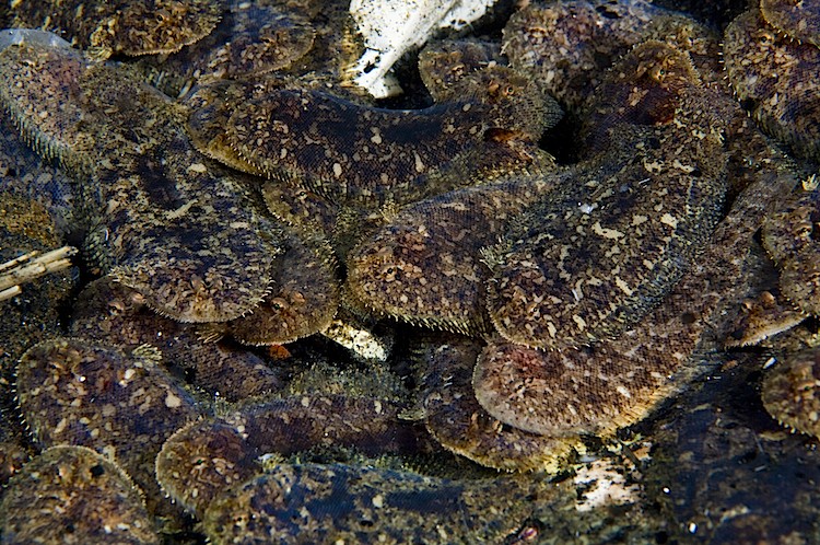 Large numbers of juvenile flatfish at Ambon in Indonesia. (Matthew Oldfield)