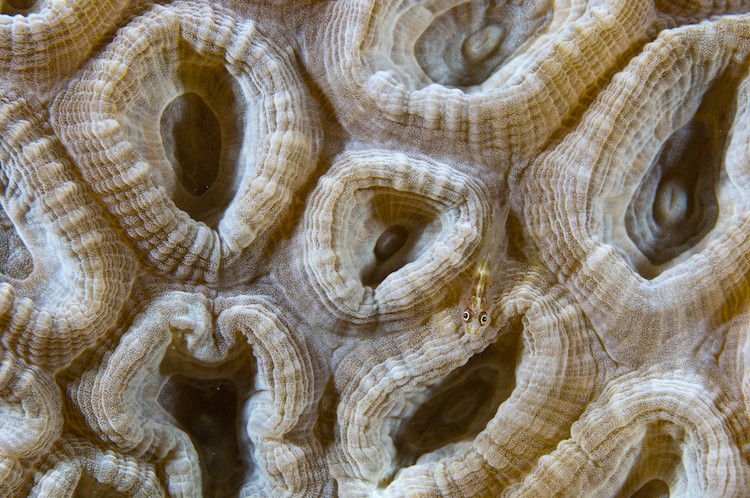 A ghost goby hidden amongst coral polyps, Ambon, Indonesia. (Matthew Oldfield)