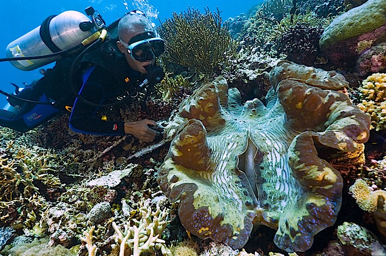 Diver examining a giant clam at Cendrewasih Bay in West Papua, Indonesia. (Matthew Oldfield)