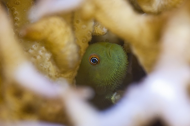 A coral goby hides deep inside a hard coral colony at Lembeh Strait in Sulawesi, Indonesia. (Matthew Oldfield)