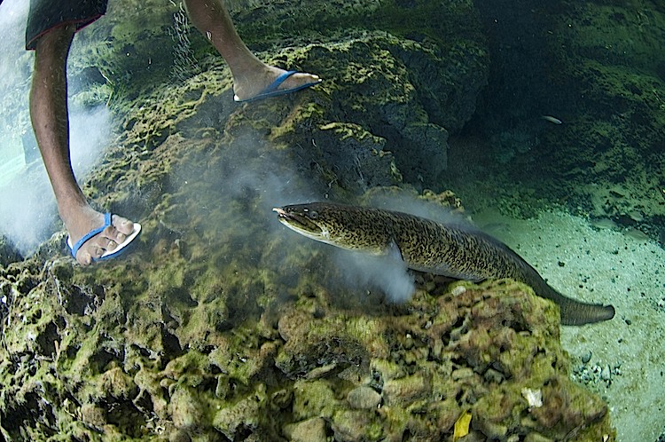 The more confident eels swim across legs and arms, sucking away at any eggs on offer. They are up to 1.5 meters long and as thick as a person's leg. (Matthew Oldfield)