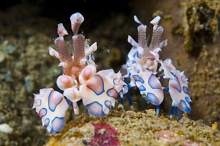 A pair of harlequin shrimps at Ambon in Indonesia.  (Matthew Oldfield)