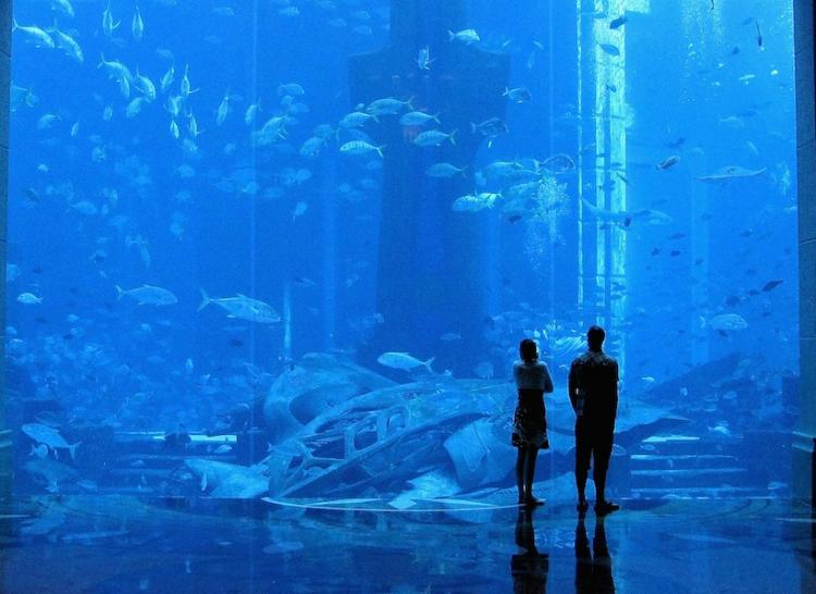 The Atlantis Hotel aquarium where the Whale Shark was on display in Dubai, United Arab Emirates.  (Clive Brunskill/Getty Images)