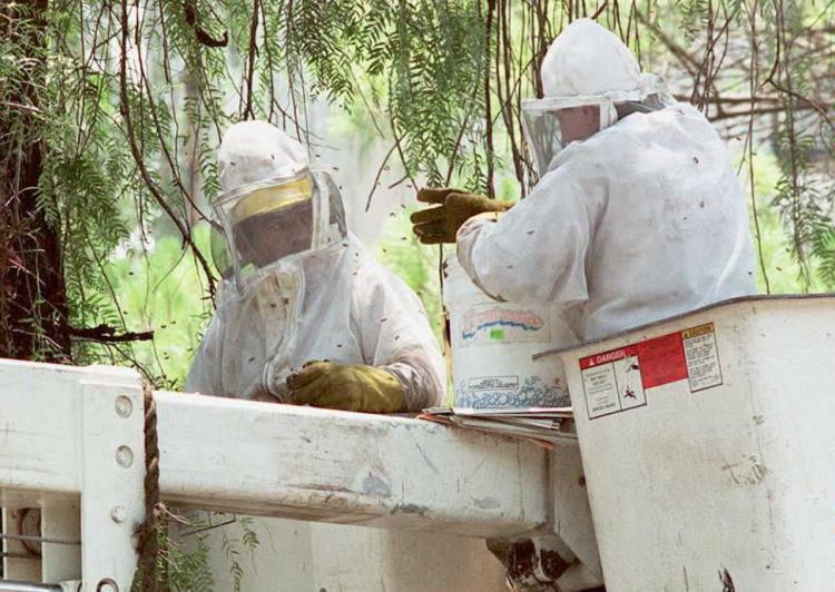 Killer bees are to blame for the death of a Georgia man this week. Pictured above, two municipal workers in Mexico City try to destroy a nest of suspected killer bees in an upper class suburb of the city. (David Hernandez/AFP/Getty Images)