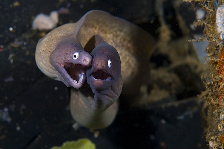 A pair of white-eye moray eels, Siderea thyrsoidea, at Ambon in Indonesia.  (Matthew Oldfield)