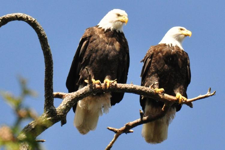 Mom and Dad Hornby, the parents of 11-week-old Phoenix who recently died of pneumonia. The eagle's death triggered an outpouring of emotion from people around the world who have been watching the family's progress on the Internet. Barb Biagi (boonibarb)