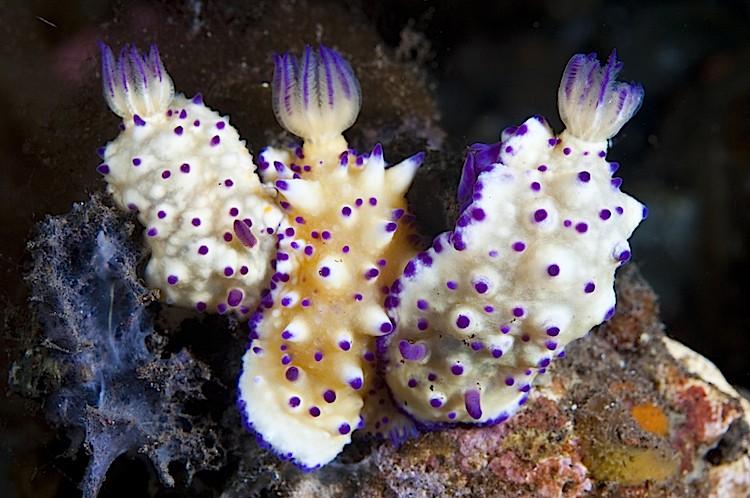 Three nudibranchs gathered to mate at Seraya in Bali, Indonesia. (Matthew Oldfield)