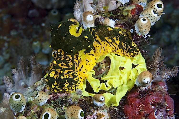 A large Notodoris nudibranch laying eggs at Misool in West Papua, Indonesia. (Matthew Oldfield)